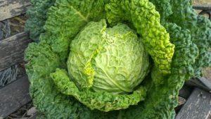 سبزیجات حاوی کلاژن برای سلامت پوست