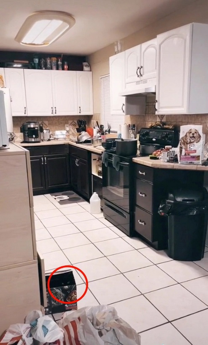 گربه مخفی در آشپزخانه
