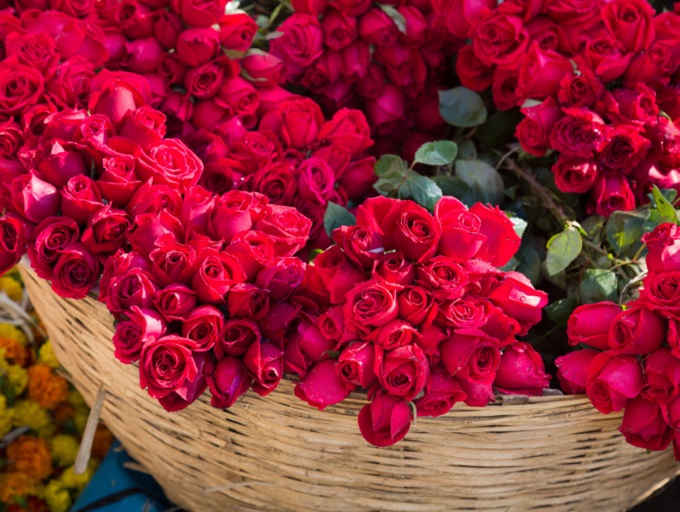انتخاب گل رز در تست شخصیت شناسی تصویری گل های زیبا