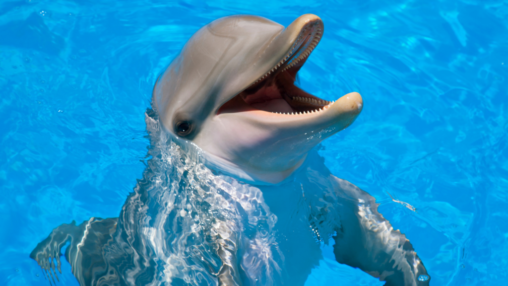 از عجیب ترین حقایق درباره ژاپن: مردم ژاپن دلفین می خورند.