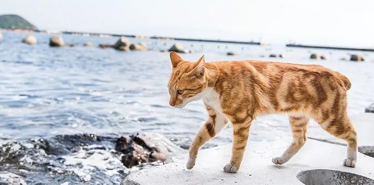 جزایر گربه در ژاپن