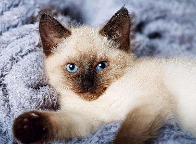 گربه بالیایی یکی دیگر از 10 زیباترین گربه های جهان