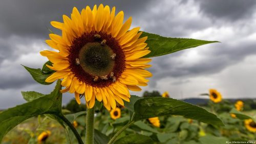 آفتابگردان (انرژی و خورشیدی) در تست شخصیت شناسی با گل
