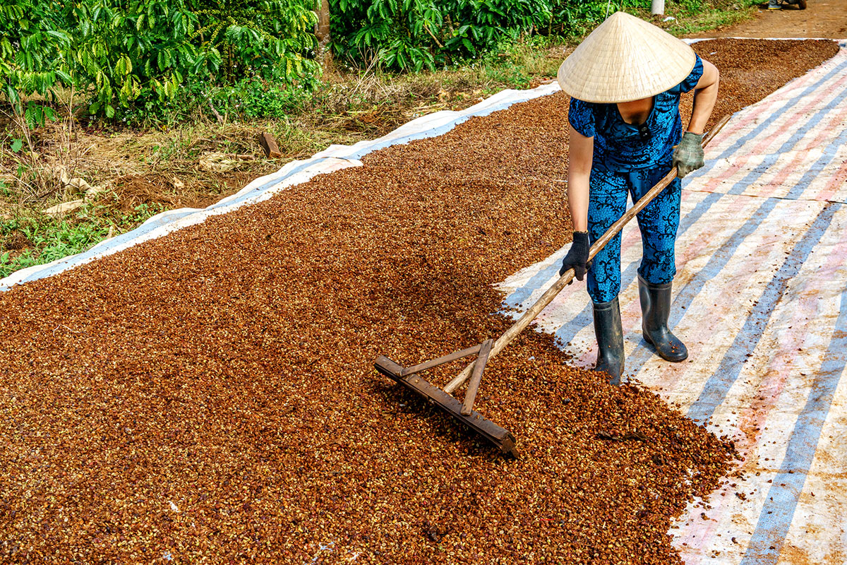 خشک کردن قهوه به شیوه سنتی