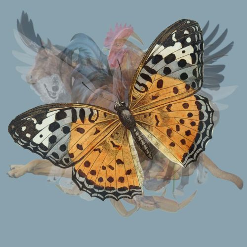 پروانه در تست شخصیت شناسی تصویر حیوانات محو شده