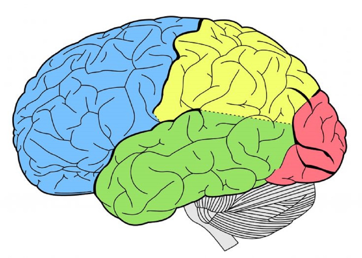 مغز و انجام سوالات هوش تصویری چند وجهی
