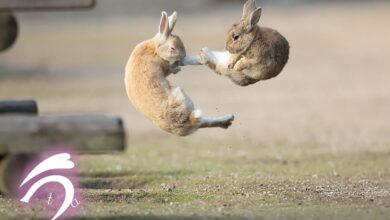 کونگ فو دو خرگوش