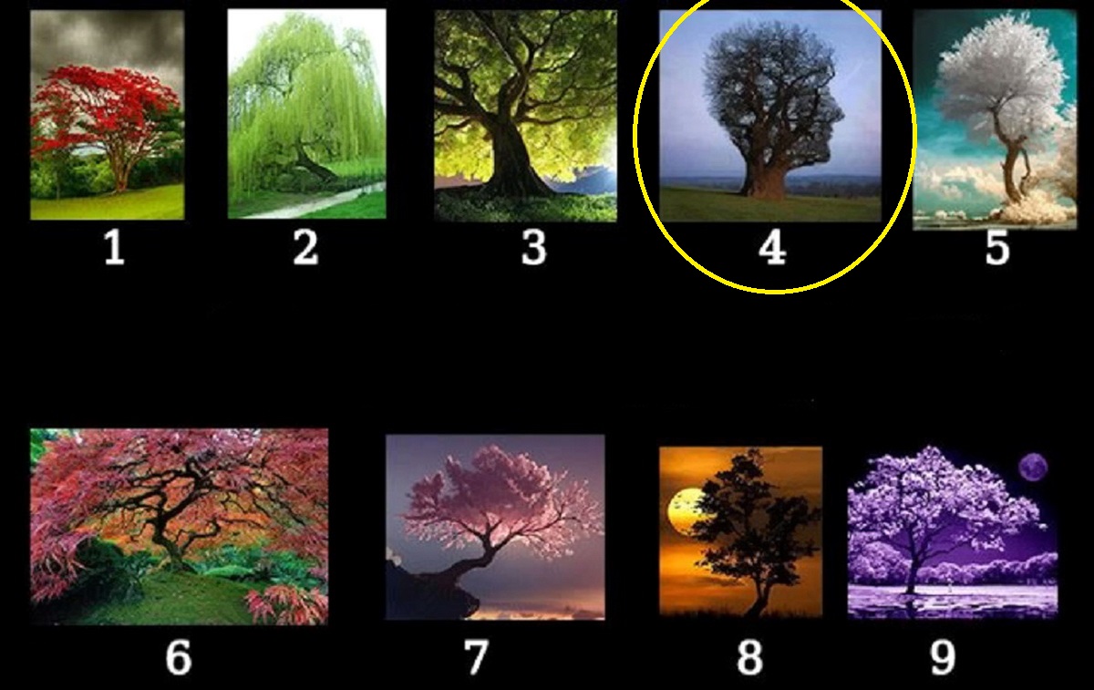 درخت شماره 4
