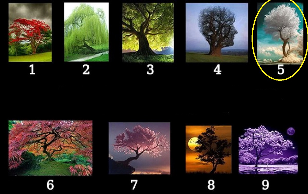 تست شخصیت براساس انتخاب نوع درخت