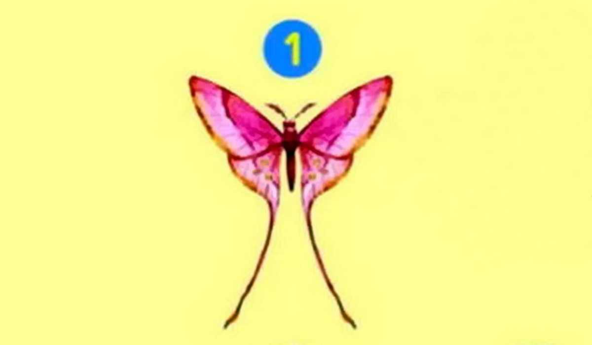 پروانه 1