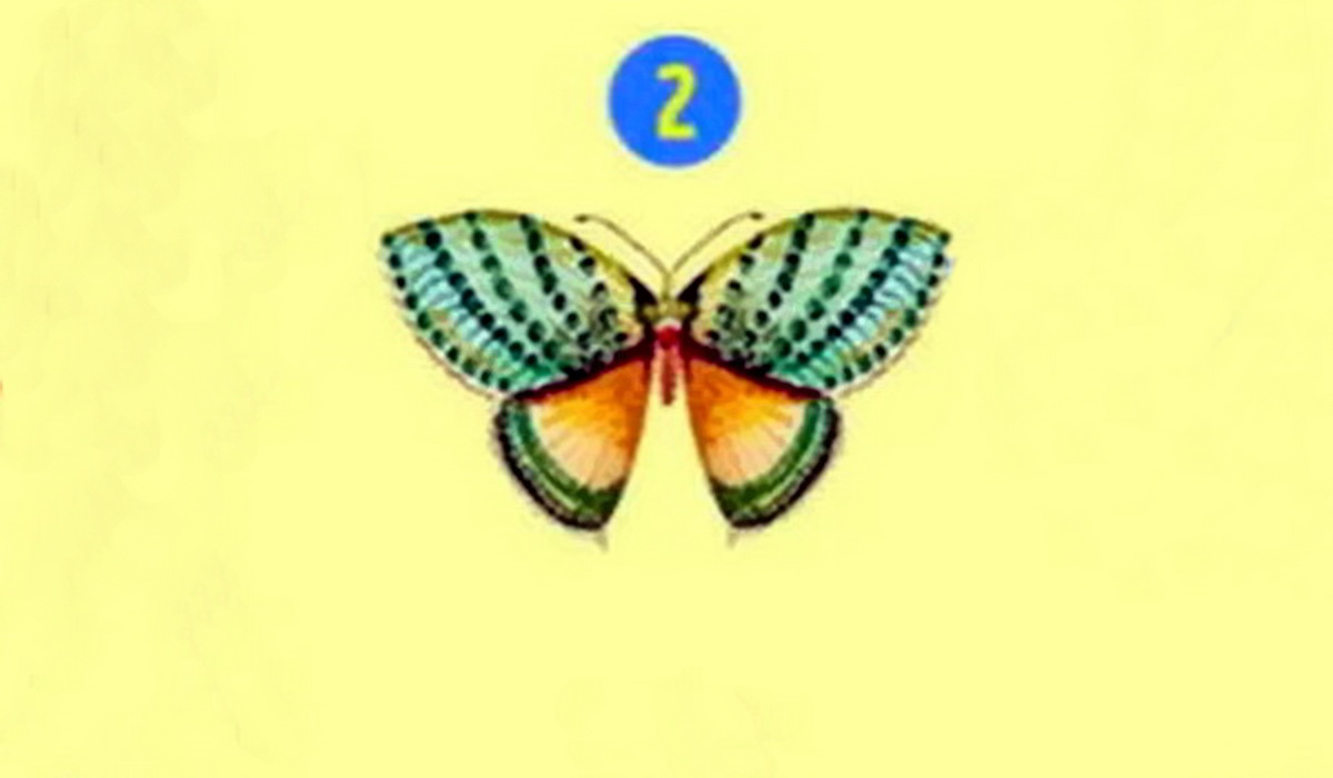 پروانه 2