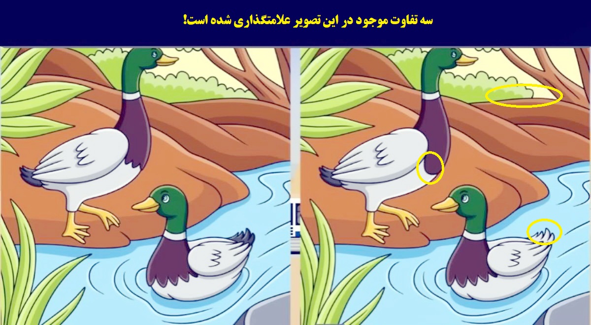 آزمون تفاوت اردک های وحشی