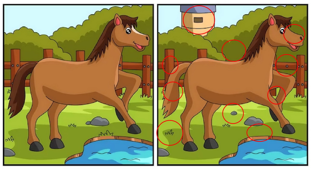 پاسخ آزمون تفاوت تصویر دو اسب