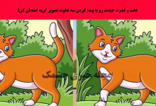 آزمون شناسایی تفاوت تصویر گربه جنگل