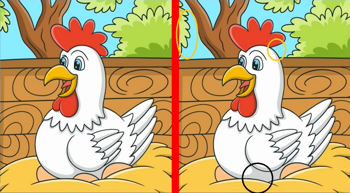 شناسایی تفاوت مرغ بامزه