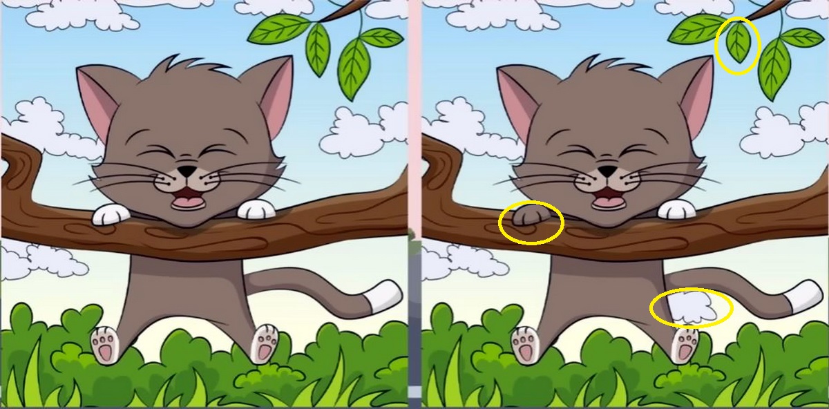 شناسایی تفاوت تصویر گربه شیطون
