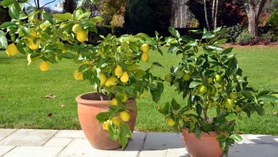 نحوه پرورش لیمو در گلدان