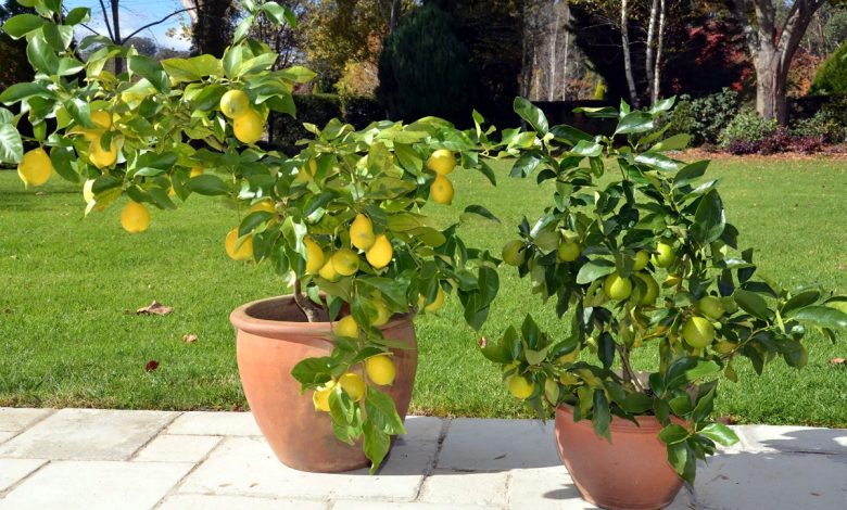 نحوه پرورش لیمو در گلدان