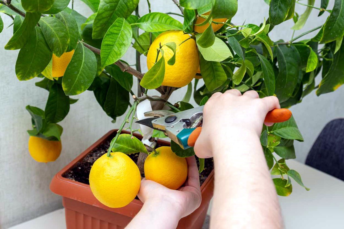 نحوه پرورش لیمو در گلدان 