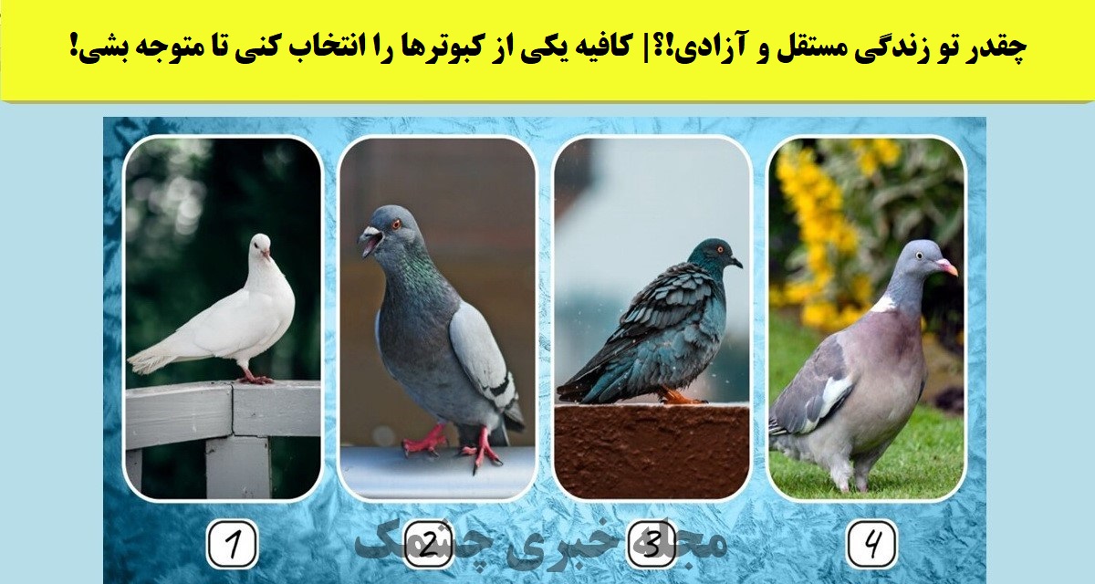 تست شخصیت براساس انتخاب کبوتر