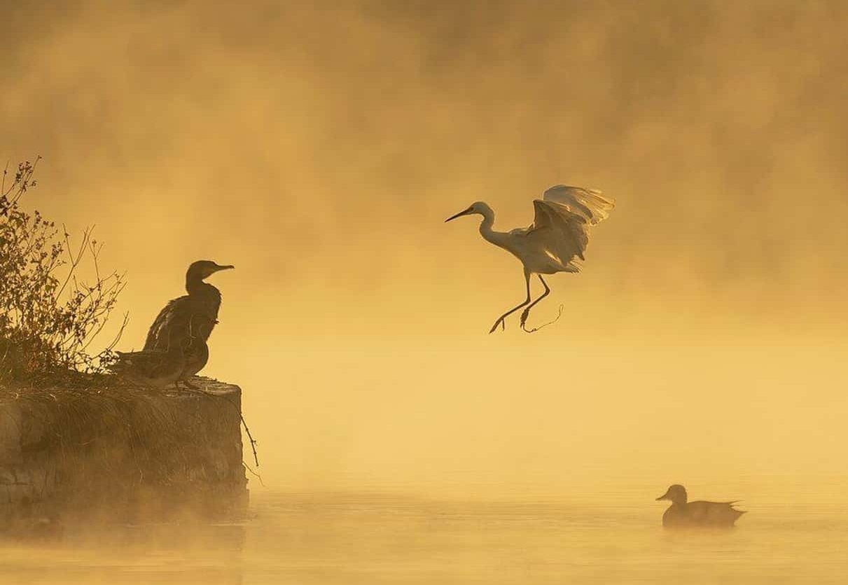 ۲۰۲۲ - پرواز پرندگان در دریاچه تاودا‌ها