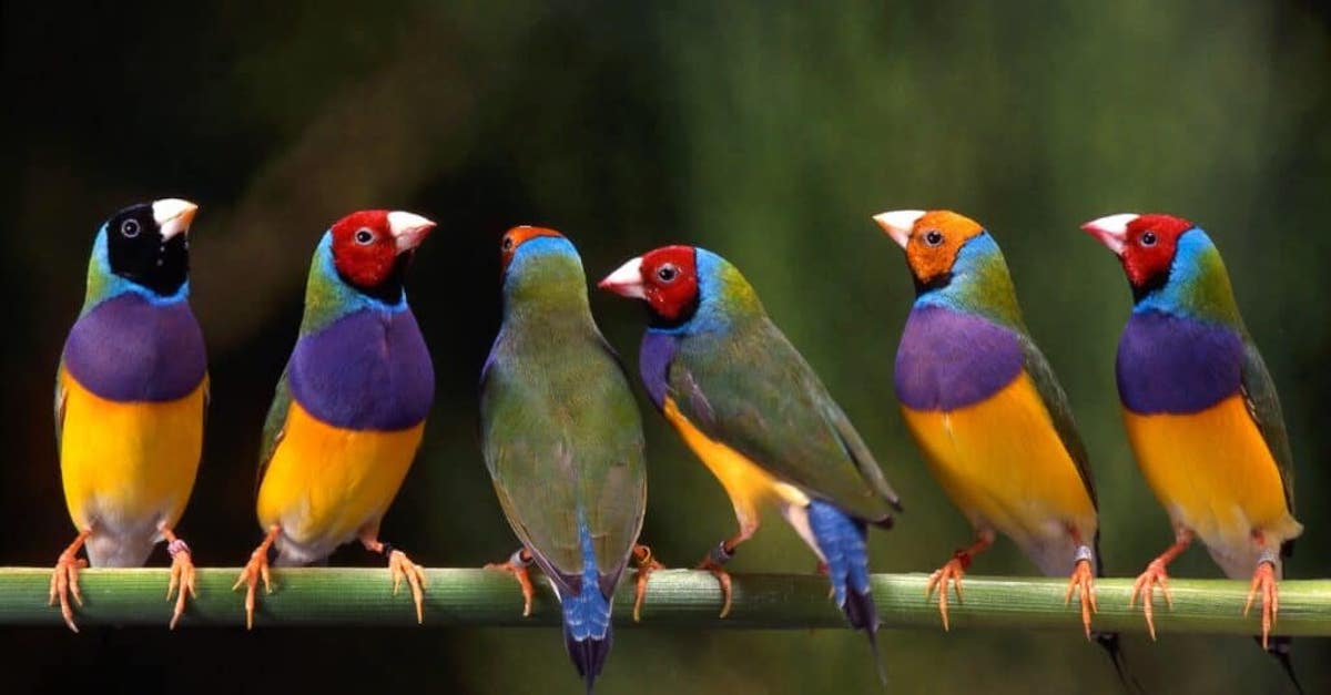 زیباترین پرندگان جهان