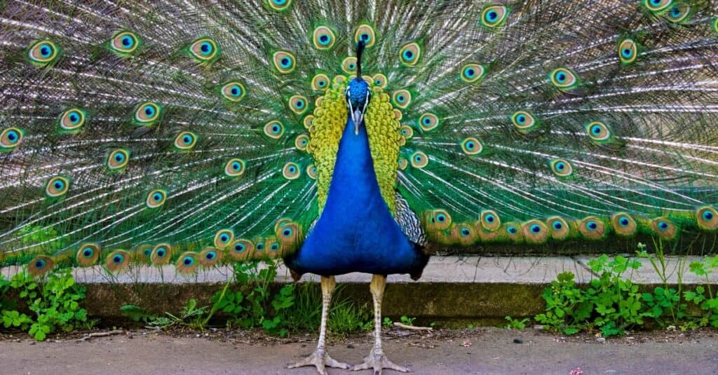 زیباترین پرندگان جهان