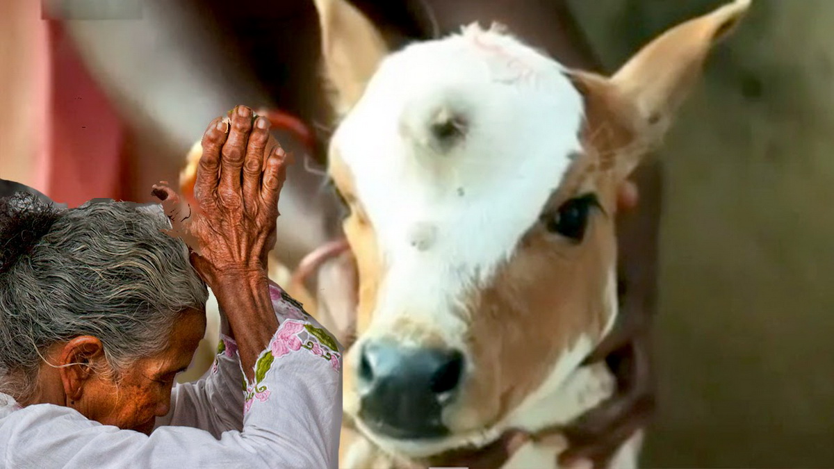 تولد گوساله عجیب در هند