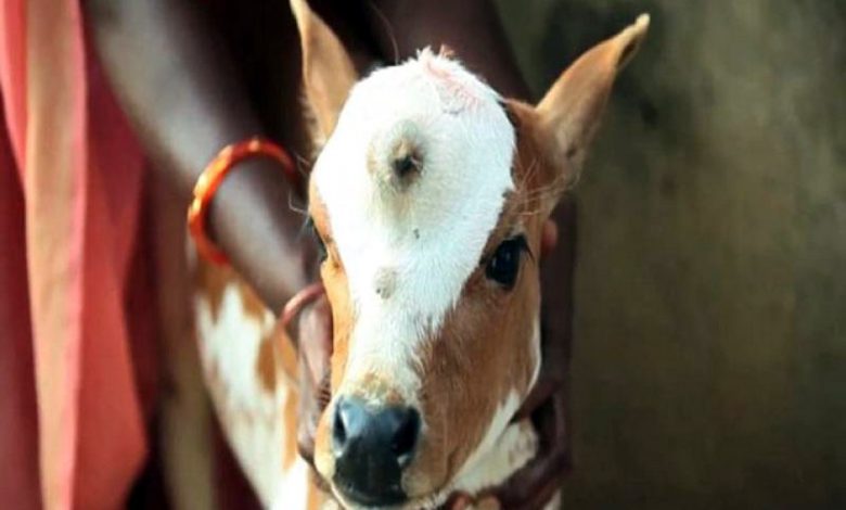 تولد گوساله عجیب در هند