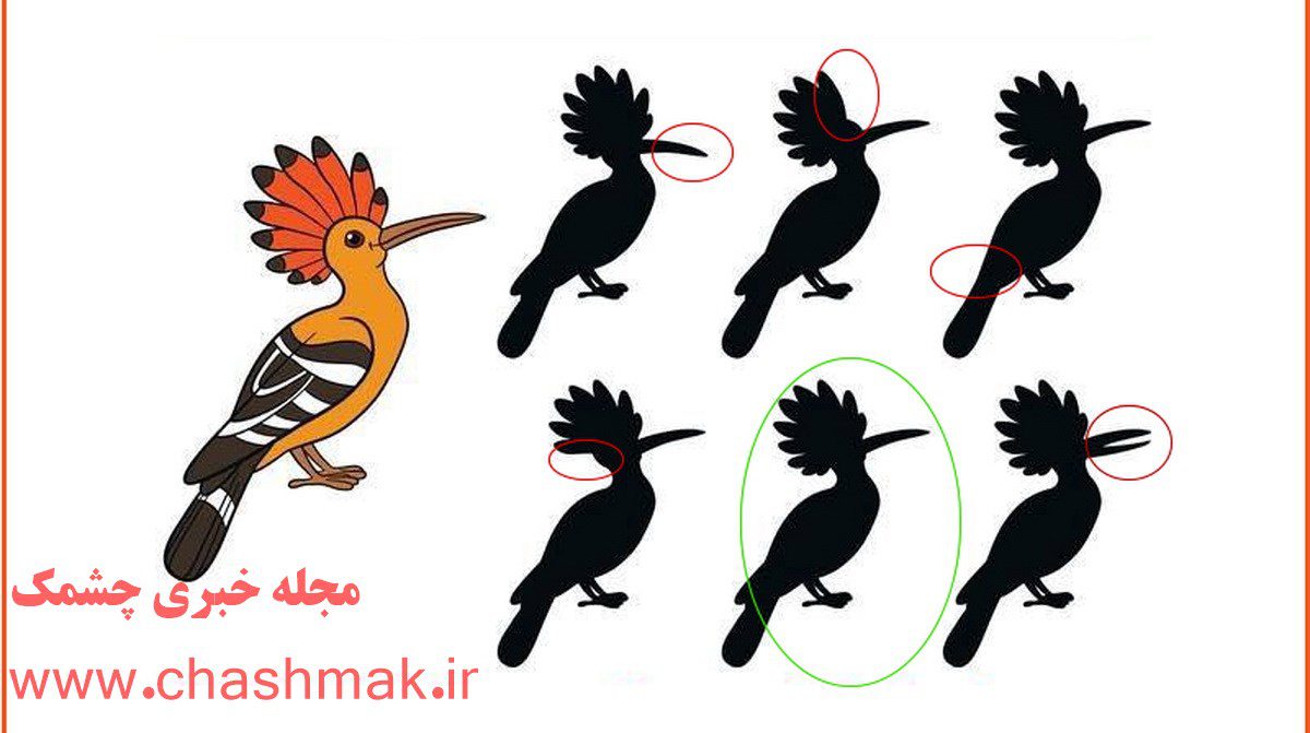 پاسخ آزمون شناسایی سایه هدهد