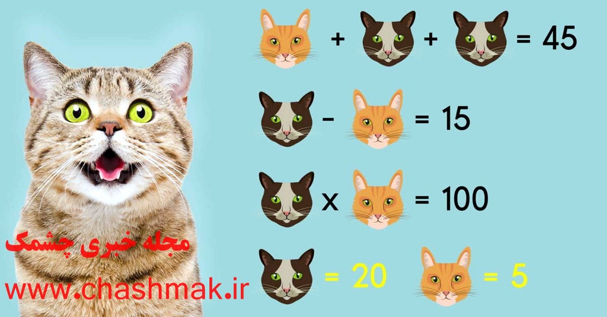 پاسخ آزمون ریاضی با ارزش عددی گربه ها