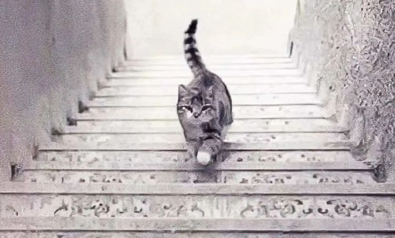 تست شخصیت با گربه روی پله
