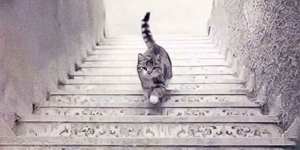 تست شخصیت با گربه روی پله