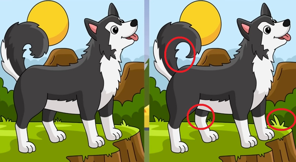 شناسایی تفاوت تصویر سگ مشکی