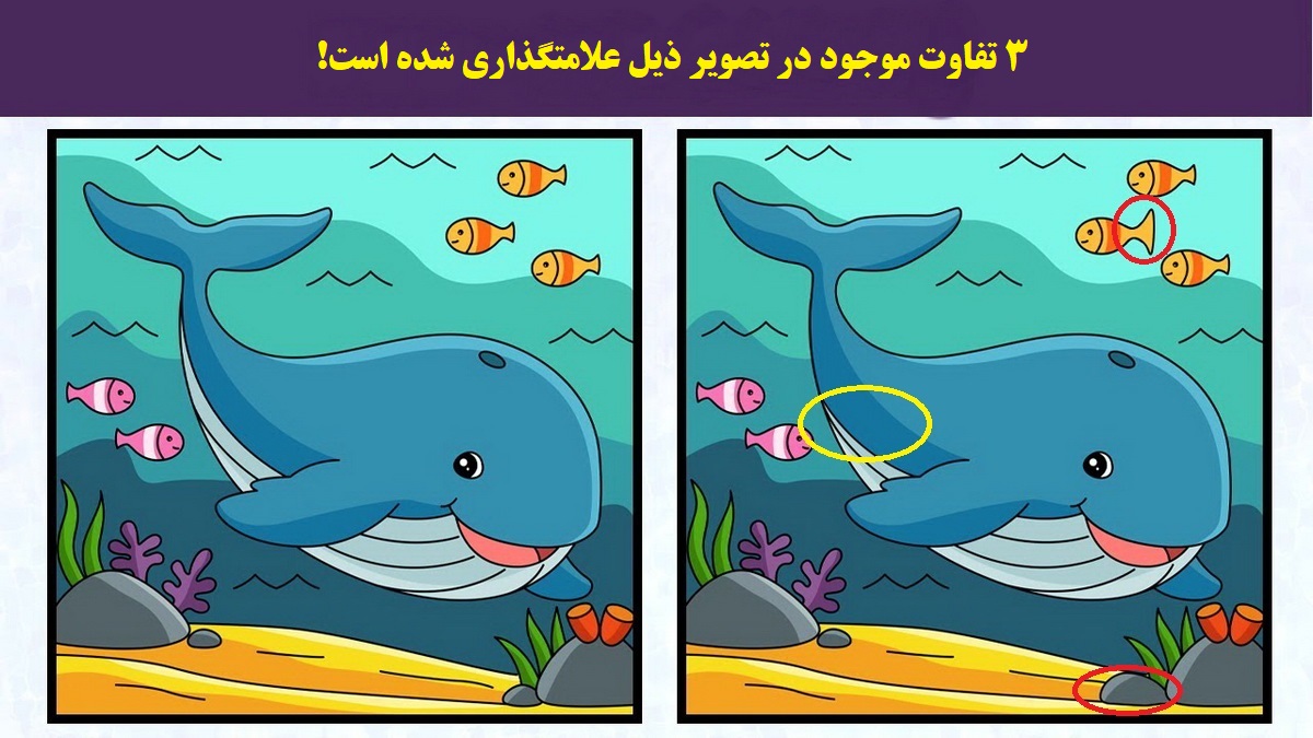 پاسخ آزمون شناسایی تفاوت تصویر نهنگ