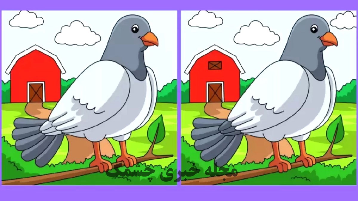 آزمون شناسایی تفاوت تصویر کبوتر 