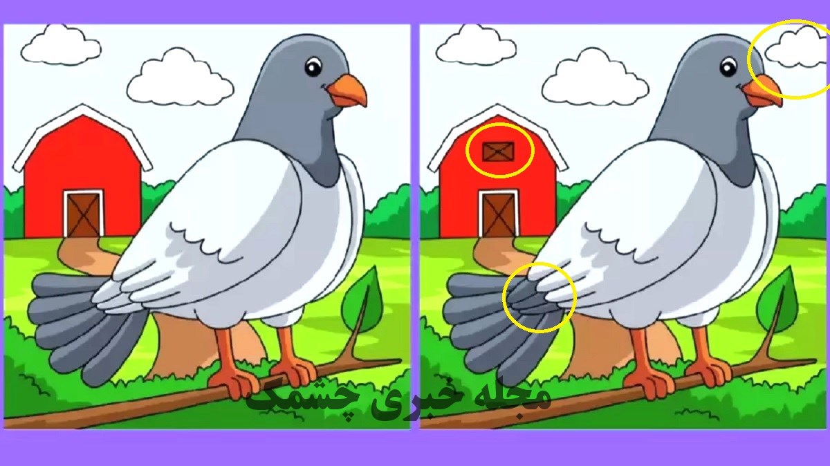 پاسخ آزمون شناسایی تفاوت تصویر کبوتر