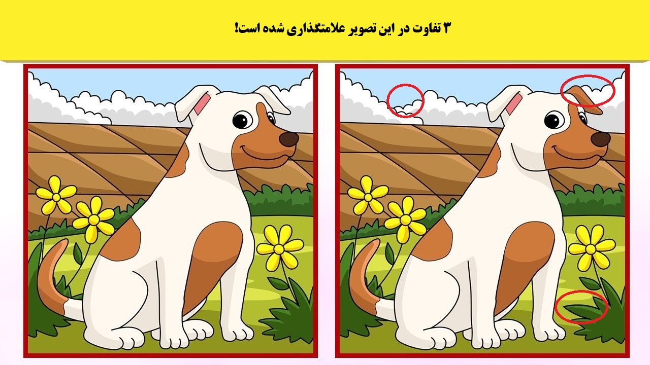 جواب آزمون شناسایی اختلافات تصویر سگ بامزه