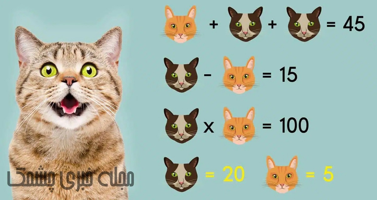 حواب سوال هوش ریاضی با ارزش عددی گربه ها