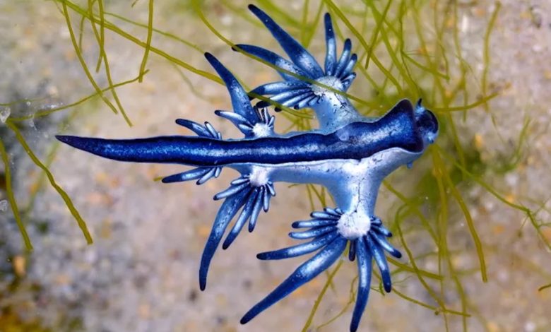 عجیب ترین حیوان به رنگ آبی