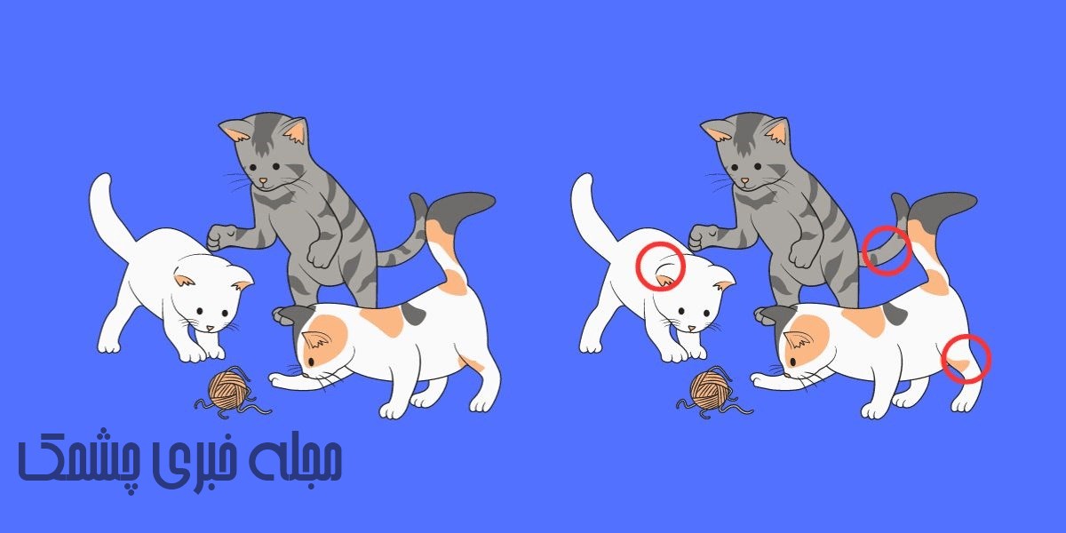 جواب آزمون شناسایی تفاوت تصویر گربه ها