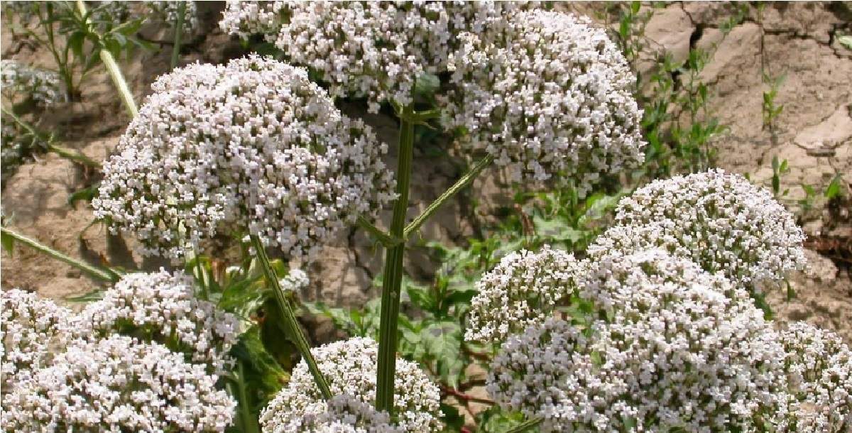 مواد غذایی برای زیبایی