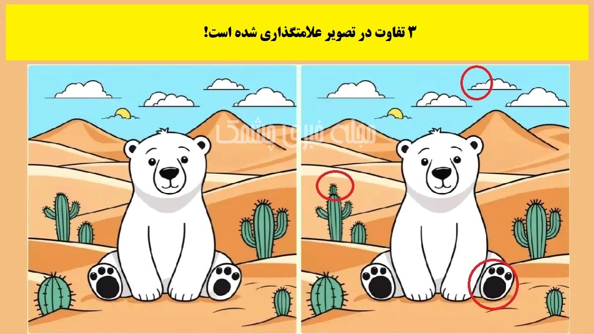 جواب آزمون شناخت تفاوت تصویر خرس سفید
