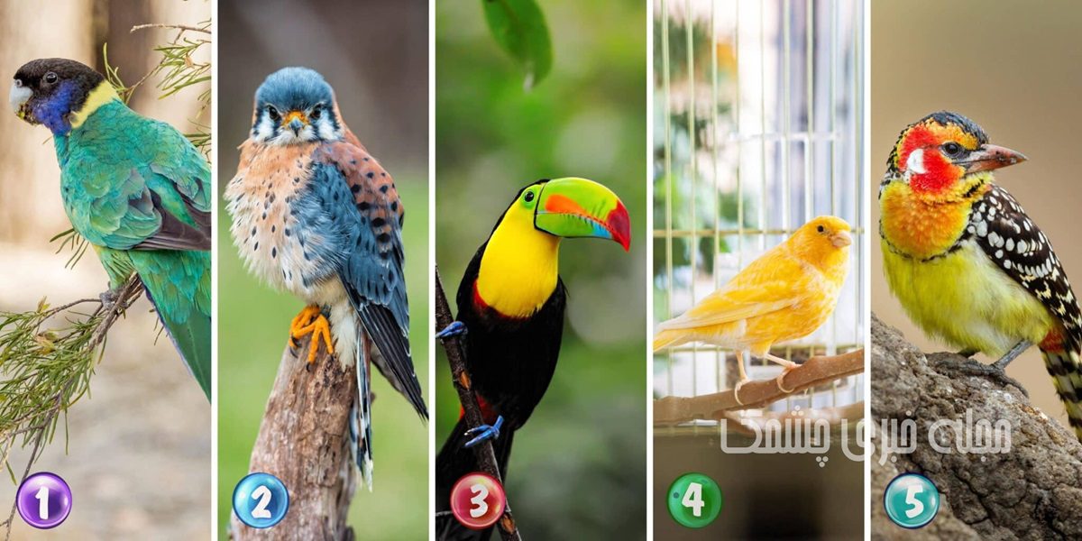 تست شخصیت با انتخاب پرنده