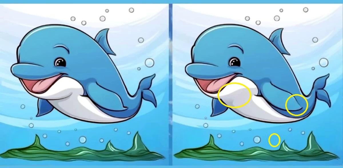 جواب شناخت تفاوتهای تصویر دلفین