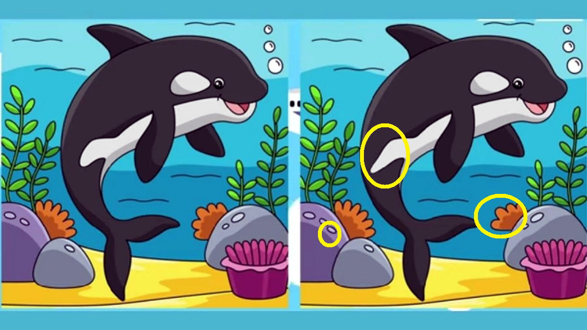 پاسخ آزمون تفاوتهای تصویر نهنگ قاتل