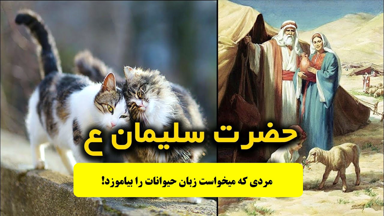 داستان حضرت سلیمان و زبان گربه ها