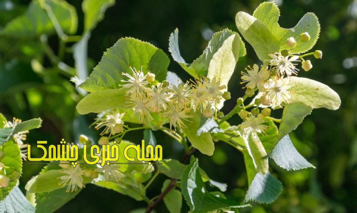 خواص چای لیندن