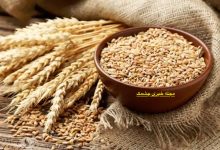 طبع بلغور گندم در طب سنتی