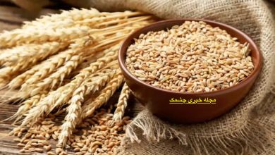 طبع بلغور گندم در طب سنتی
